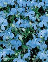 Lobelia (Bedding) Cambridge Blue Flower Seeds