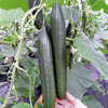 2 x Cucumber Burpless F1 Tasty Green Plug Plants A:Cucumis sativus B:130327 C:3509 D:GB