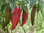 CHILLI COLLECTION Contains 4 Seed Varieties