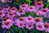 Purple Coneflower Flower Seeds