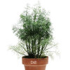 2 x Dill Herb Plug Plants