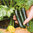 2 x Courgette F1 Midnight Plug Plants A:Cucurbita pepo var. cylindrica B:30327 C:3508 D:GB