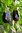 3x Aubergine Black Beauty Plug Plants A:Solanum melongena B:130327 C:3505 D:GB