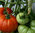 3 x Supersteak - Tomato Plug Plants