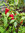3 x Sweet Pepper Redskin Plug Plants A:Capsicum annuum B:130327 C:3487 D:GB