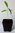 Noni Morinda citrifolia Pflanze 5-10cm Nonibaum indischer Maulbeerbaum Rarität