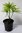 Schirmtanne Sciadopitys verticillata Pflanze 5-10cm japanische Tanne Rarität