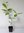 Echter Gewürzstrauch Calycanthus floridus Pflanze 15-20cm Nelkenpfeffer Rarität