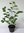 Schwarze Apfelbeere Aronia melanocarpa Pflanze 15-20cm Kahle Apfelbeere Rarität