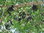 Johannisbrotbaum Ceratonia siliqua Pflanze 5-10cm Bockshörndlbaum Karubenbaum