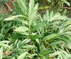 Grüner Kardamom Elettaria cardamomum Pflanze 5-10cm Malabar-Kardamom Zimt-Aroma