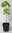 Zucker-Ahorn Acer saccharum Pflanze 15-20cm Ahorn Honigahorn Zuckerahorn Rarität