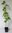 Amerikanischer Amberbaum Liquidambar styraciflua Pflanze 45-50cm Seesternbaum