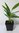 Thai-Ingwer Alpinia galanga Pflanze 15-20cm großer Galgant Ingwer Galangawurzel