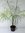 Zwergdattelpalme Phoenix roebelenii Pflanze 5-10cm Zwerg-Dattelpalme Palme