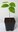 Stachelannone Annona muricata Pflanze 15-20cm Graviola Sauersack Soursop Rarität