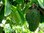 Stachelannone Annona muricata Pflanze 15-20cm Graviola Sauersack Soursop Rarität