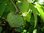 Cherimoya Annona cherimola Pflanze 15-20cm Rahmapfel Custard-apple Rarität