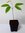 Rambutan Nephelium lappaceum Pflanze 15-20cm Rambutanbaum Thai-Litschi Rarität