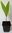 Salakpalme Salacca zalacca Pflanze 15-20cm Schlangenfrucht Salak Palme Rarität