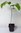 Indianerbanane Asimina triloba Pflanze 35-40cm dreilappige Papau PawPaw Rarität