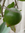 Lucuma Pouteria lucuma Pflanze 15-20cm Sapote Lucuma Eierfrucht Lucumo Rarität