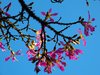 Kapokbaum Ceiba pentandra Pflanze 5-10cm Wollbaum Silk Cotton Tree Rarität