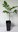 Pekannuss Carya illinoinensis Pflanze 35-40cm Hickory Pecannussbaum Rarität