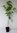 Asiatischer Blüten-Hartriegel Cornus kousa Pflanze 25-30cm Blumen-Hartriegel
