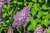Gemeiner Flieder Syringa vulgaris Pflanze 25-30cm gewöhnlicher lila Flieder