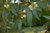 Mostgummi-Eukalyptus Eucalyptus gunnii Pflanze 5-10cm Eukalyptus Cider Gum