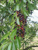 Späte Traubenkirsche Prunus serotina Pflanze 45-50cm Spätblühende Traubenkirsche