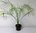 Echte Dattelpalme Phoenix dactylifera Pflanze 5-10cm Datteln Palme Fiederpalme