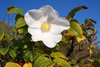 Weiße Apfelrose Rosa rugosa alba Pflanze 35-40cm Heckenrose Wildrose Rose