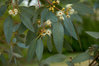 Mostgummi-Eukalyptus Eucalyptus gunnii Pflanze 15-20cm Eukalyptus Cider Gum