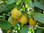 Canistel Pouteria campechina Pflanze 5-10cm Sapote Amarillo Eierfrucht Rarität