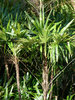Steckenpalme Rhapis excelsa Pflanze 15-20cm Palme Rarität