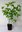 Kornelkirsche Cornus mas Pflanze 25-30cm Herlitze Hirlnuss gelber Hartriegel