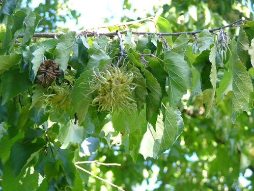 Baum-Hasel Corylus colurna Pflanze 45-50cm Türkische Hasel Haselnuss Baumhasel
