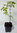 Zimt-Ahorn Acer griseum Pflanze 15-20cm Zimtahorn Ahorn Rarität