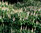 Strauch-Rosskastanie Aesculus parviflora Pflanze 15-20cm Strauch-Kastanie