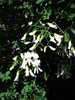 Amerikanisches Gelbholz Cladrastis lutea Pflanze 35-40cm Cladrastis kentukea
