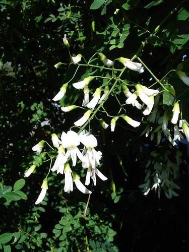 Amerikanisches Gelbholz Cladrastis lutea Pflanze 45-50cm Cladrastis kentukea