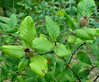 Weißdorn-Mispel Crataegomespilus dardarii Pflanze 35-40cm Weißdornmispel Mispel