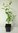 Mispel Mespilus germanica Pflanze 35-40cm echte Mispel Asperl Mispelche Dürgen
