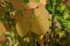 Pracht-Kuchenbaum Cercidiphyllum japonicum var. magnificum Pflanze 55-60cm