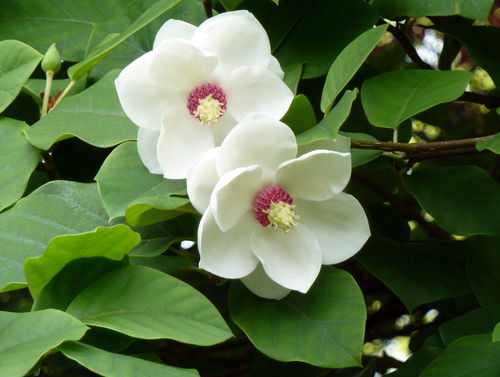 Sommer-Magnolie Magnolia sieboldii Pflanze 35-40cm Siebolds Magnolie Rarität