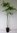 Große Klettertrompete Campsis × tagliabuana 'Mme Galen' Pflanze 35-40cm veredelt