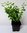 Schneebeere Symphoricarpos doorenbosii 'White Hedge' Pflanze 5-10cm Rarität