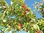 Kornelkirsche Cornus mas Pflanze 35-40cm Herlitze Hirlnuss gelber Hartriegel